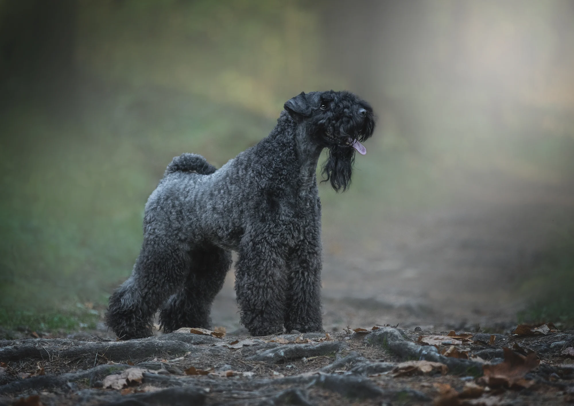 Chien de race Terrier Kerry Blue